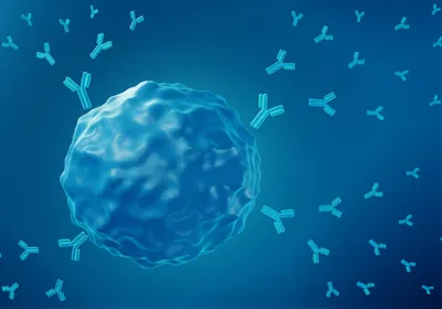 An illustration of a B cell secreting autoantibodies.